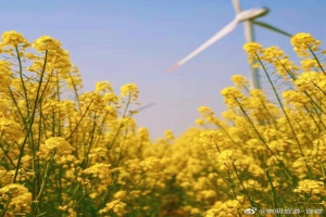 崇明岛2天1晚团建活动的精华方案，结合自然探索、团队协作与文化体验，行程紧凑且富有深度